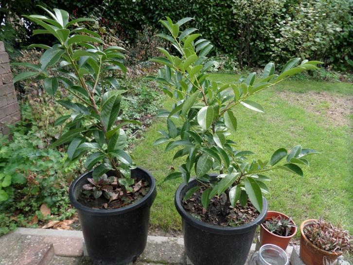 Laurierstruiken groenblijvend, Tuin en Terras, Planten | Struiken en Hagen, Struik, Laurier, Minder dan 100 cm, Ophalen