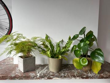 Kamerplanten | Plants with and without pot beschikbaar voor biedingen