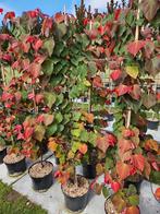 Cercis canadensis 'JN100' Hearts A'fire PPAF / NIEUW ‼️‼️, Lente, 250 tot 400 cm, Ophalen, Volle zon