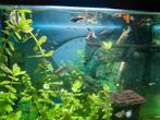 Guppies, Dieren en Toebehoren, Vis