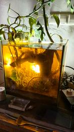 Superfish qubiq 30 + garnalen, Dieren en Toebehoren, Vissen | Aquaria en Toebehoren, Ophalen of Verzenden, Leeg aquarium