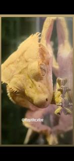 Wimpergekko pinstripe  + terrarium, Hagedis, 0 tot 2 jaar