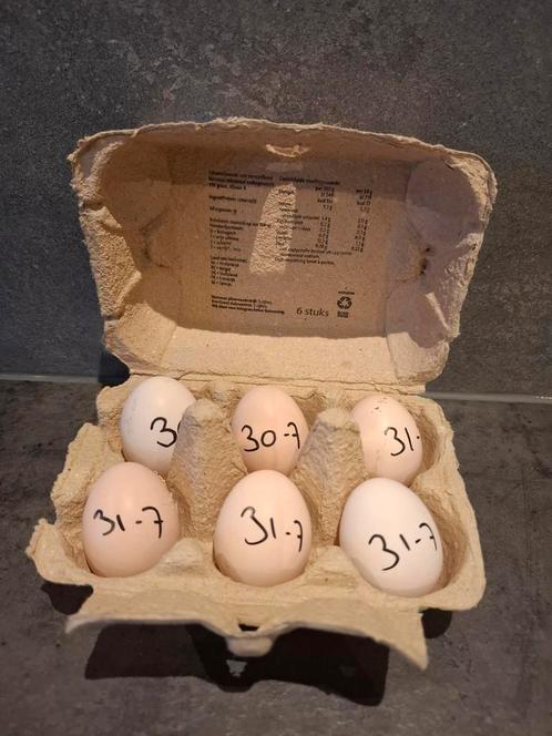 Kriel eieren per 6, Dieren en Toebehoren, Pluimvee | Toebehoren, Ophalen