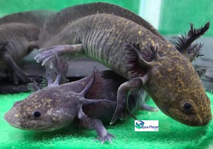 Axolotl Melanoid "Baby", Dieren en Toebehoren, Reptielen en Amfibieën, Amfibie, 0 tot 2 jaar, Tam