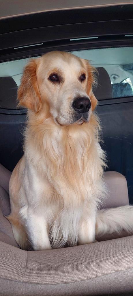 Golden Retriever dekreu, Dieren en Toebehoren, Honden | Dekreuen, Reu, Particulier, Eén hond, België, 1 tot 2 jaar, CDV (hondenziekte)