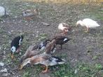 Loopeenden flesseneend, Dieren en Toebehoren, Pluimvee, Meerdere dieren, Eend