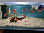 Hemichromis Exsul Cichliden, Dieren en Toebehoren, Vis, Zoetwatervis