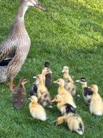 Loopeendjes, Meerdere dieren, Eend