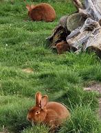Schattige Rode Nieuw Zeelander Konijntjes vanaf 18 juli, Dieren en Toebehoren, Konijnen, Geslacht onbekend, Middelgroot, 0 tot 2 jaar