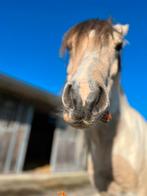 Voerwortels, lekkere snack voor u paard, Dieren en Toebehoren, Dierenvoeding, Ophalen of Verzenden, Vee