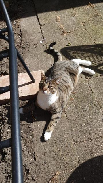 Bing vermist !! €500 voor de gouden tip beschikbaar voor biedingen