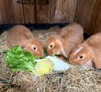 Oranje Franse hangoren, Dieren en Toebehoren, Konijnen, Mannelijk, Groot