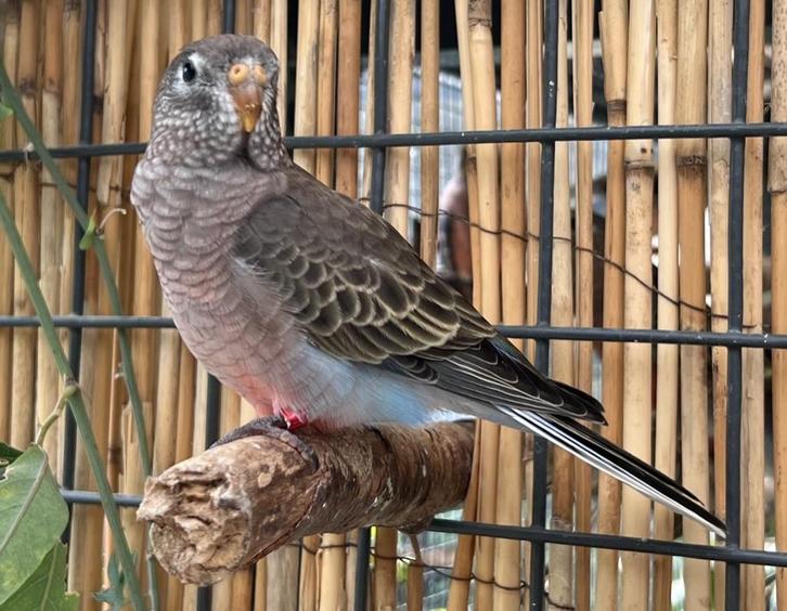 Bourkes Parkiet Wildkleur poppen., Dieren en Toebehoren, Vogels | Parkieten en Papegaaien, Parkiet, Meerdere dieren, Geringd