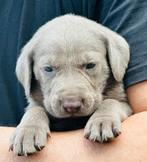 #  * Nog één pachtige Weimaraner pup * #, Dieren en Toebehoren, Honden | Setters en Staande honden, Overige rassen, 8 tot 15 weken