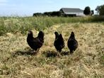 Barnevelder kippen Bruin gezoomd hennen gesekst en ingeënt, Dieren en Toebehoren, Pluimvee, Vrouwelijk, Kip