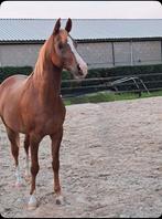 Lieve 7 jarige Arabische  Kossack stud ruin evt in Bruikleen, Ruin, Recreatiepaard