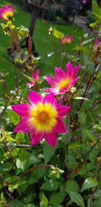 Zaden Dahlia Bright Eyes, Ophalen of Verzenden, Voorjaar, Volle zon, Zaad