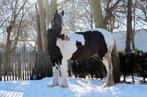 Lieve bomproof Tinker merrie – 12 jaar, Dieren en Toebehoren, Paarden, Minder dan 160 cm, Niet van toepassing, 11 jaar of ouder