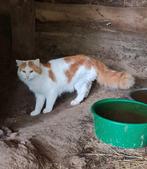 Mooie langharige kater, Dieren en Toebehoren, Kater, Ontwormd, 3 tot 5 jaar