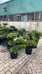 Groenblijfende bonsai en vormbomen verschillende maten, Ophalen, Overige soorten, Minder dan 100 cm