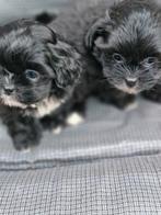 toy poedel/ shihtzu, Dieren en Toebehoren, Honden | Chihuahua's en Gezelschapshonden, Poedel, Rabiës (hondsdolheid), Reu, 8 tot 15 weken