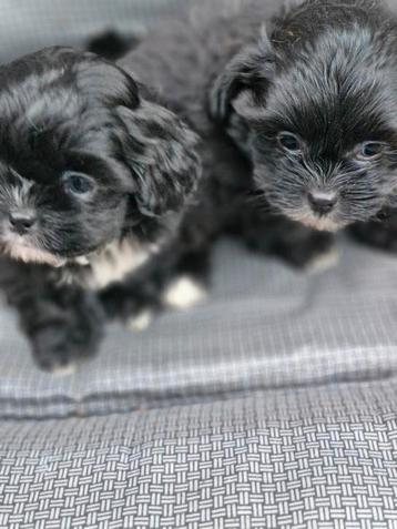  toy poedel/ shihtzu  beschikbaar voor biedingen