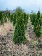 Coniferen, laurieren, Portugese laurier, Tuin en Terras, Planten | Struiken en Hagen, Ophalen, Laurier, Haag, 100 tot 250 cm