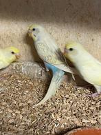 Jonge grasparkiet, Dieren en Toebehoren, Vogels | Parkieten en Papegaaien, Geslacht onbekend, Parkiet