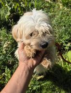 Lilly maltezer zoekt baasje, Maltezer, Particulier, Rabiës (hondsdolheid), Buitenland