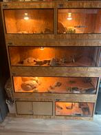 Luipaard gekko’s inclusief terrariums en toebehoren, Ophalen of Verzenden, Gebruikt, Terrarium of Paludarium