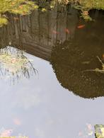 10 x vijver goudvissen, Goudvis(sen)