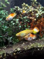Guppy and Platy MIX, Dieren en Toebehoren, Vissen | Aquariumvissen, Vis