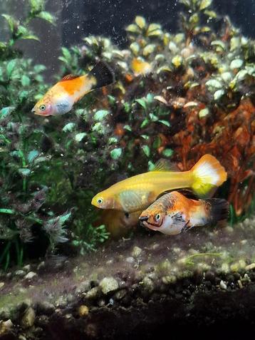Guppy and Platy MIX beschikbaar voor biedingen