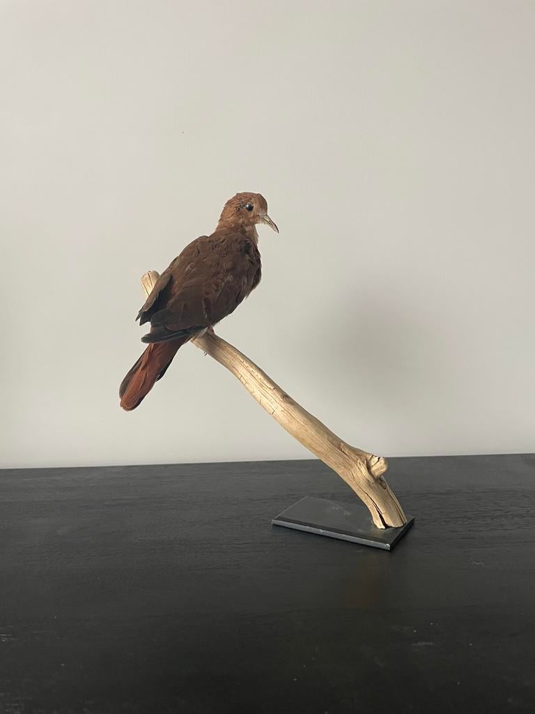 Opgezette grondduif / duif, Ophalen of Verzenden, Vogel, Opgezet dier