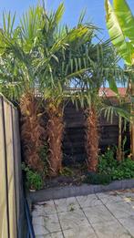 Winterharde palmen, Tuin en Terras, Planten | Bomen, Ophalen, Volle zon, Palmboom, 100 tot 250 cm