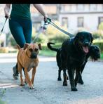 Hond uitlaatservice in Amsterdam West (noordzijde), Dieren en Toebehoren, Honden | Niet-rashonden, 8 tot 15 weken, Teef, Meerdere