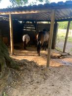 Pony Paddock Paradise Pensionstalling (Nistelrode), Dieren en Toebehoren, Stalling en Weidegang, Weidegang, 4 paarden of pony's of meer