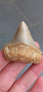 Megalodon haaientand fossiel uit Indonesië haai, Verzamelen, Ophalen of Verzenden, Fossiel