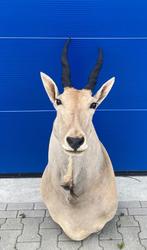 Opgezette Eland Antilope , Taxidermie , Opgezet , Interieur, Verzamelen, Dierenverzamelingen, Overige soorten, Opgezet dier, Ophalen of Verzenden