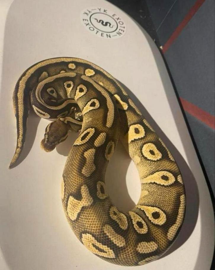 Koningspython Pastel Mojave 100% DH Clown Piebald, Dieren en Toebehoren, Reptielen en Amfibieën, Slang, 0 tot 2 jaar