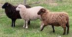 Ouessant-schapen- Fraaie stamboekooien en dekram reserveren, Meerdere dieren, Schaap
