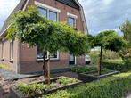 Blauwe Regen (Wisteria Sinensis) dakbomen op stam, Lente, Dakboom, 250 tot 400 cm, Ophalen