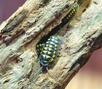 Armadillidium gestroi Isopods pissebedden
