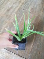 Aloe Vera plantjes, Huis en Inrichting, Kamerplanten, Ophalen of Verzenden