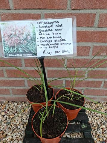 Te koop Miscanthus Polonus (Olifantengras) beschikbaar voor biedingen
