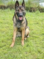 Mooie kruising Duister/Mechelse herder, Dieren en Toebehoren, Honden | Herdershonden en Veedrijvers, Teef, Eén hond, 3 tot 5 jaar