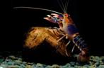 Cherax kreeftjes Vulcano 2-4 cm, Dieren en Toebehoren, Kreeft, Krab of Garnaal, Zoetwatervis