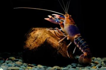 Cherax kreeftjes Vulcano 2-4 cm beschikbaar voor biedingen