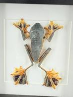 Opgezette Boomkikker in Lijst - Wildernis Atelier, Ophalen of Verzenden, Nieuw, Opgezet dier