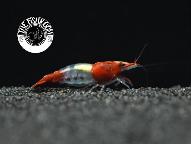 Neocaridina red rilli garnaaltjes, Dieren en Toebehoren, Vissen | Aquariumvissen